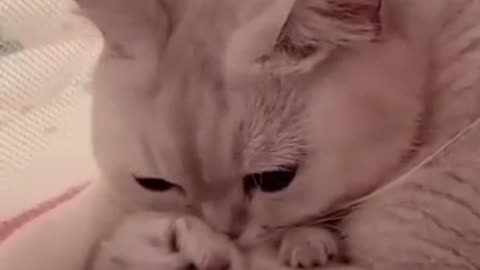 Hey one in a million love cat Cute kitten hugs puppy