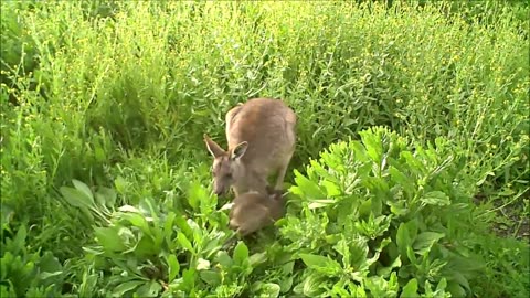 Funny baby kangaroos