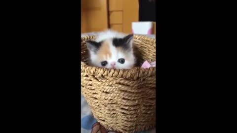 Cute Baby Cats | Cute And Funny Cat Videos Compilation | Funny Cat Videos