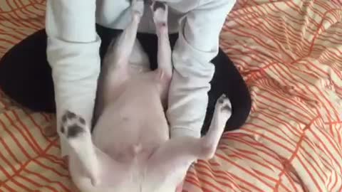 French Bulldog performs lower ab workout