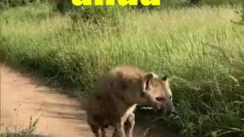 SEE HOW THIS ANIMAL WALKS