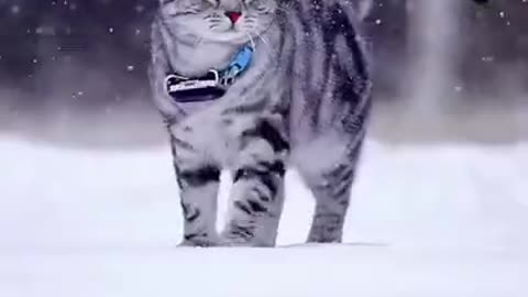 🥰Cute cat _ enjoy on ice #animalfanclub.