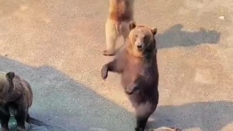 Funny dancing animals video animals dance moments
