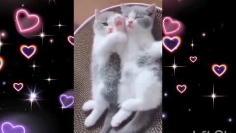 Cat's valentine