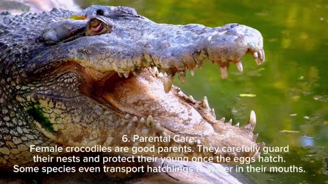 Facts about crocodiles