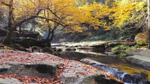 Enchanting Autumn Forests with Beautiful Piano Music