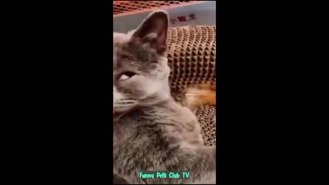 Funny animal videos