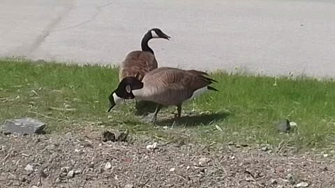 Canada Geese