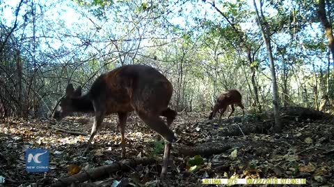 ‘Nature is breathing’! Brazilian animals reclaiming city streets