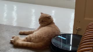 Cat Refuses to Move for Roomba