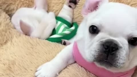 Are You Puppy Lover？ #shorts #cutepuppy #puppyvideos