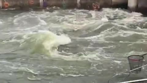 Awesome Scenery of People Catching Fish In Massive Flood 🐟