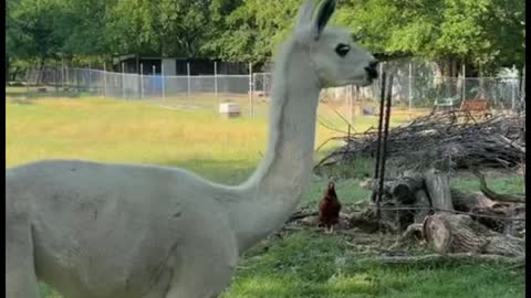 Why do I think an alpaca's tail looks a little strange?