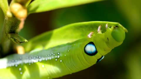 It's amazing, Look how a caterpillar is eating up close.