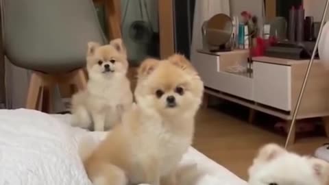 3 Cute Dogs Sitting On The Bed 🐶 Adorable!!! 😍