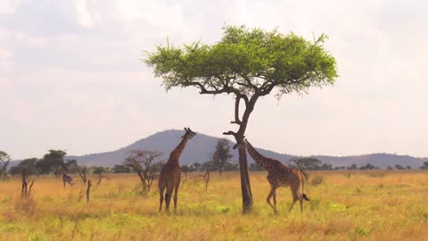 Beautiful Giraffe