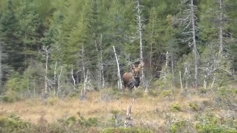 2022 Newfoundland Moose Hunt