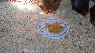 The chickens eat spicy dill chex mix in the dark. Miss Molly is a pistol!