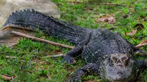Alligator vs Crocodile which one is more dangerous