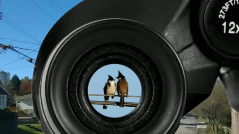 Interesting binoculars