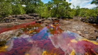 Did You Know? Caño Cristales River, Colombia || FACTS || TRIVIA