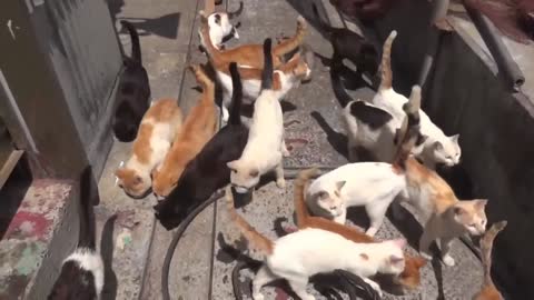 Cats Take Over Japanese Island 😱