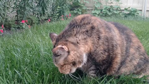 Capturing a Cat's Love for Fresh Grass