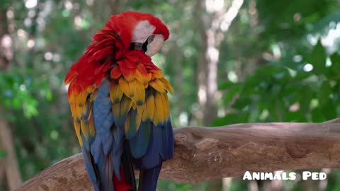 The scarlet macaw beautiful parrot with different color