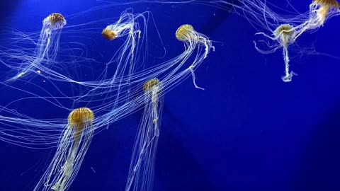 Amazing Jellyfish Aquarium Ultra HD video with Soothing Music for Relaxation