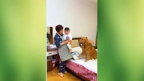 dog Take care its baby