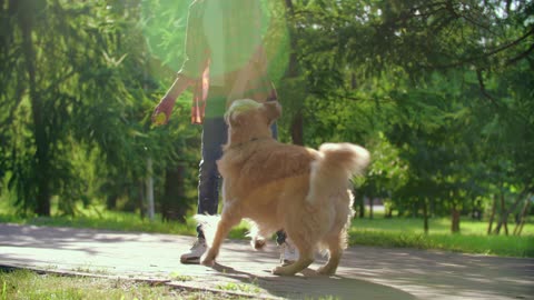 Beautiful dog training animals video