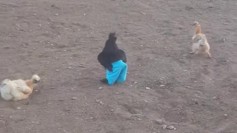 Just a chicken wearing blue trousers.