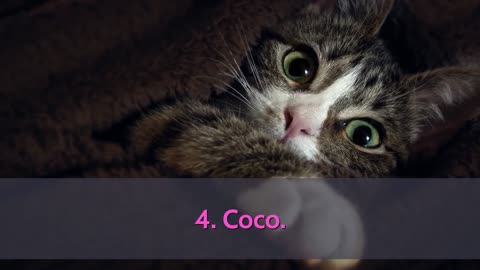 TOP 10 Cute cats and names of all time