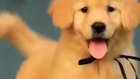 Cute dog