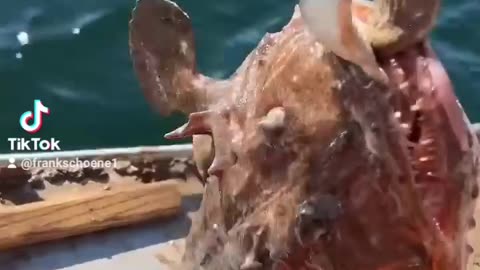 Vicious Monkfish