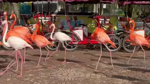 There's always something missing when you're a socialite. flamingos