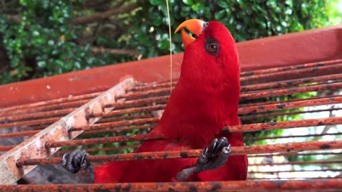 close up view of a red parrot