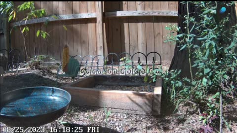 Live outdoor cam