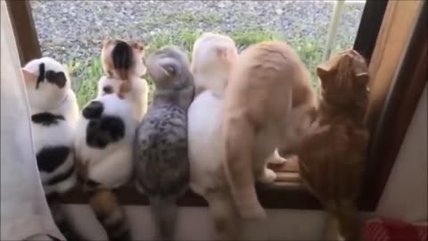 funny cat videos compilation