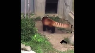 Red Panda gets threatened with gun