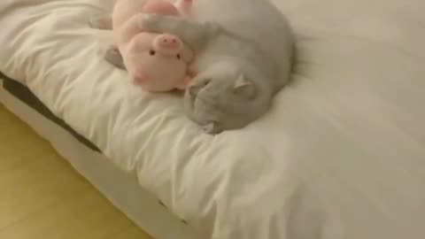 Cat sleeping with teddy 🧸 cat cute things ❤️