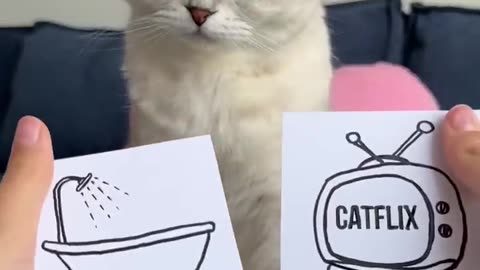Cat funny video 🤣🤣