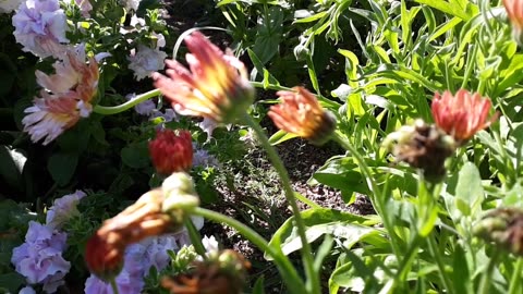 Calendula and Chamomile