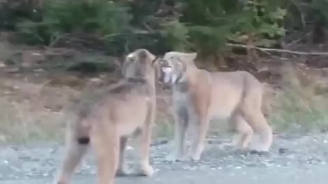 Lynx funny interaction