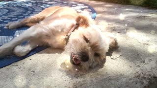 Dog Basking in Sun