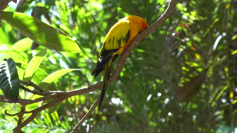 CatTV: Take your Cat to San Diego Zoo - Yellow Bird