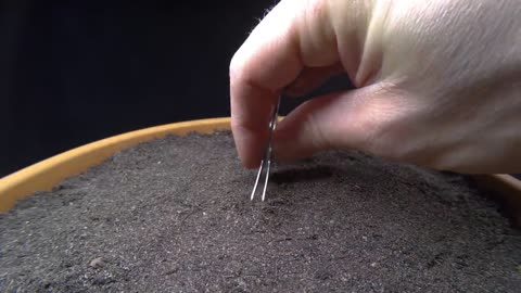 Growing CILANTRO (Coriander) Time Lapse - Seed To Flower