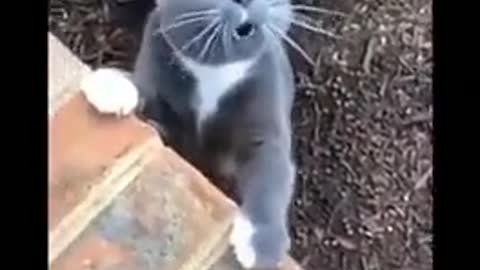 singing cat