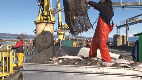 #Sea#Fishing#River#Fish Man Dumping Halibut Bucking On Fishing Boat Stock Footage