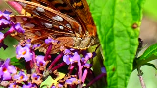 Gulf Fritillary Butterfly